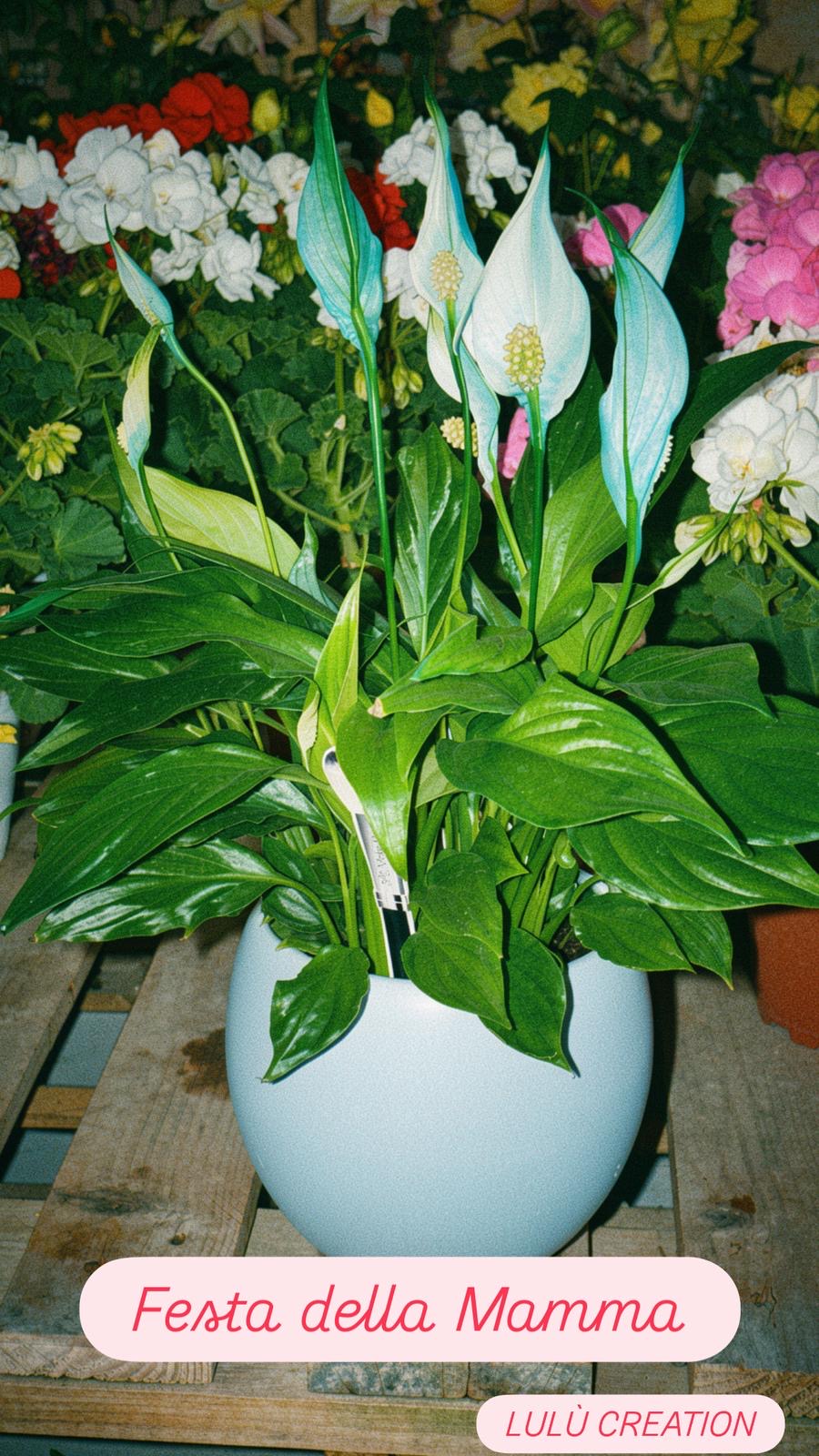 PIANTE DA INTERNO