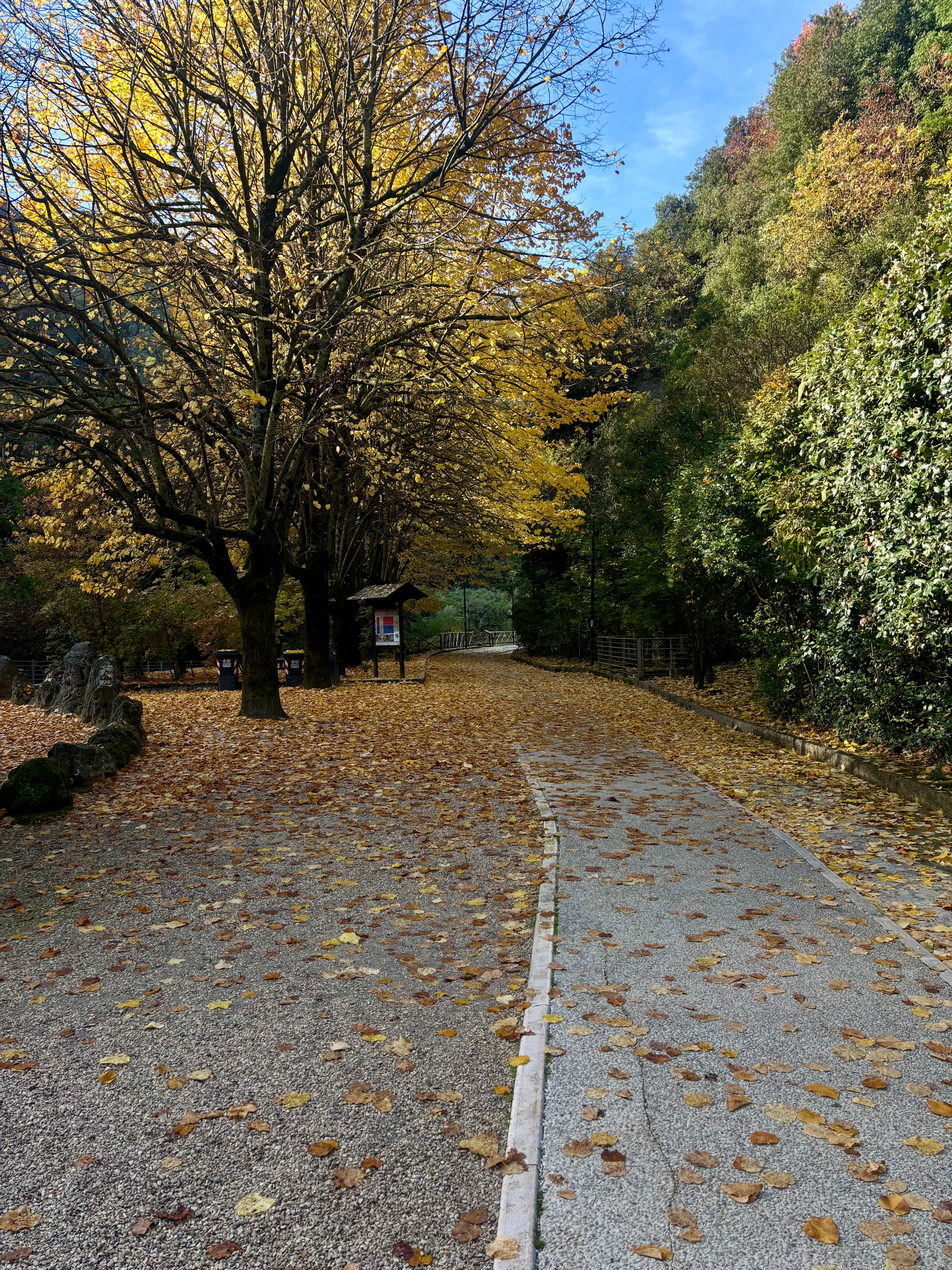 PIANTE DA ESTERNO